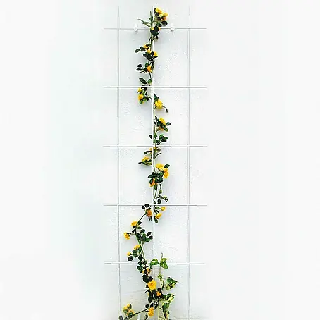 Bellissa  Wandspalier