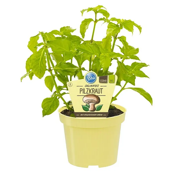 Blu Pilzkraut - Rungia klossii, Topfgröße: 12 cm - Ein Topf mit frischem, köstlichem Pilzkraut, ideal zum Kochen und Verfeinern von Speisen. Aus biologischem Anbau.