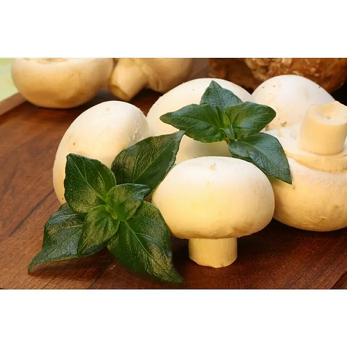 Blu Pilzkraut - Rungia klossii, Topfgröße: 12 cm - Nahaufnahme von weißen Champignons mit Basilikumblättern auf einem Holzbrett, die Frische und kulinarische Vielseitigkeit vereinen.