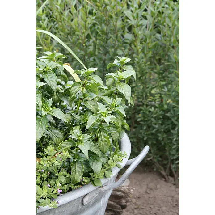 Blu Pilzkraut - Rungia klossii, Topfgröße: 12 cm - Nahaufnahme eines Zinkbehälters voller üppiger grüner Pflanzen im Garten, der die natürliche Schönheit der Natur hervorhebt.
