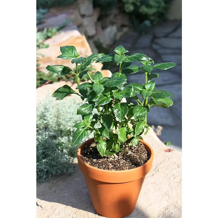 Blu Pilzkraut - Rungia klossii, Topfgröße: 12 cm - Ein Nahaufnahme einer blühenden Pflanze in einem Terrakottatopf, die auf einer Steinplatte steht und natürliches Licht einfängt.