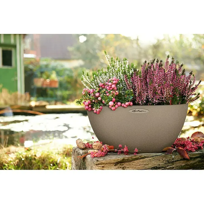 Lechuza Color Pflanzschale rund Cubeto - Außenmaß (Ø x H): 40 x 18,3 cm, Kunststoff, Sandbeige - Eine Lechuza Pflanzschale, bepflanzt mit Heidekraut und Scheinbeeren, steht auf einem Baumstumpf mit einem Teich im Hintergrund.