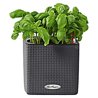 Lechuza Classico Lonec za zelišča Cube (Zunanje dimenzije (Do x Š x V): 14 x 14 x 14 cm, Plastika, Antracit)
