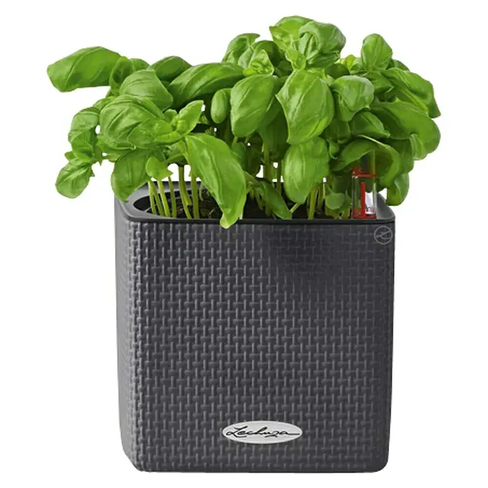 Lechuza Classico Kräutertopf Cube - Außenmaß (L x B x H): 14 x 14 x 14 cm, Kunststoff, Schiefergrau - Lechuza Cube Color 14 Pflanzgefäß mit Basilikum. Der Topf ist quadratisch und hat eine geflochtene Textur.