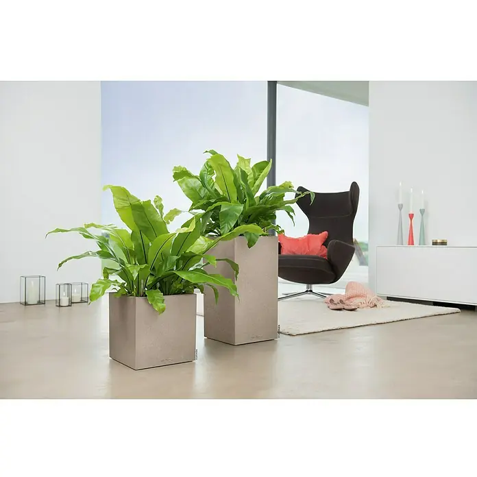 Lechuza Color Pflanzsäule eckig Canto - Außenmaß (L x B x H): 30 x 30 x 56 cm, Kunststoff, Sandbeige - Elegante LECHUZA Pflanzgefäße mit üppigen Farnen in einem modernen Wohnraum. Die Gefäße ergänzen das stilvolle Interieur perfekt.