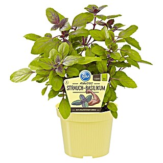Piardino Bio Basilikum (Ocimum basilicum 'Magic Blue', Topfgröße: 12 cm)