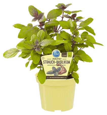 Piardino Bio Basilikum - Ocimum basilicum 'Magic Blue', Topfgre: 12 cm  online kaufen bei BAUHAUS