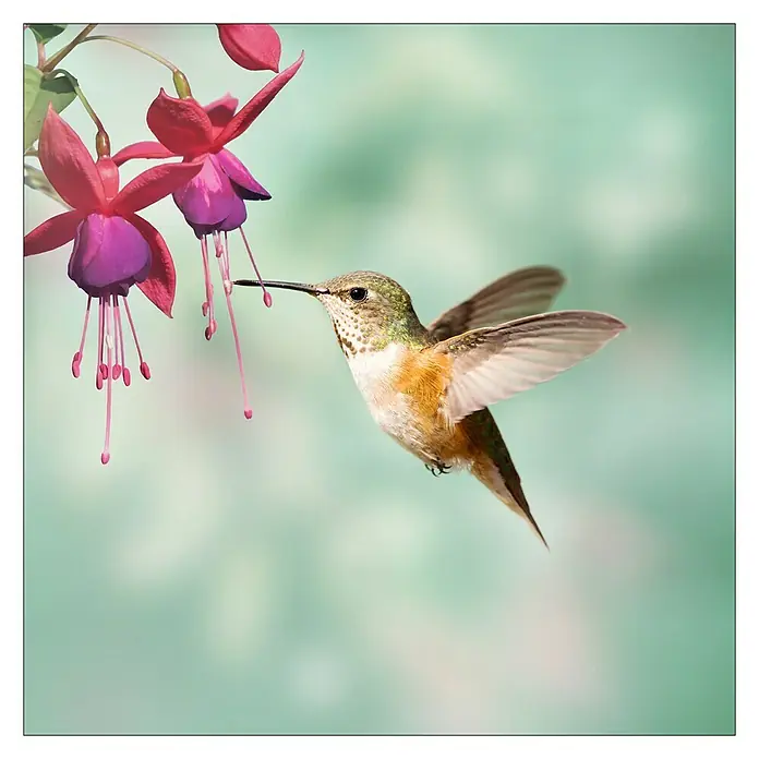 ProArt Glasbild - Little Friends II, B x H: 20 x 20 cm - Ein Kolibri schwebt an einer pinkfarbenen Blüte und saugt Nektar.