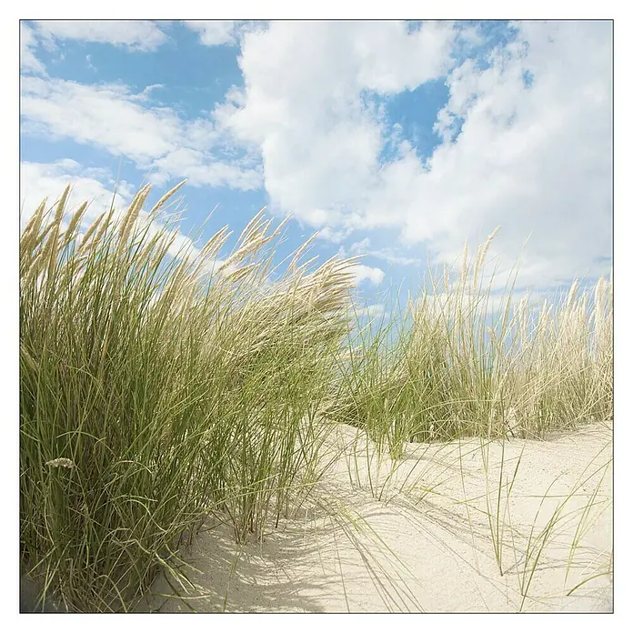 ProArt Maritime Glasbild - Sommertag I, B x H: 20 x 20 cm - Sanddünen mit Strandhafer im Wind. Das sanfte Gras wiegt sich unter einem hellblauen Himmel mit weißen Wolken.
