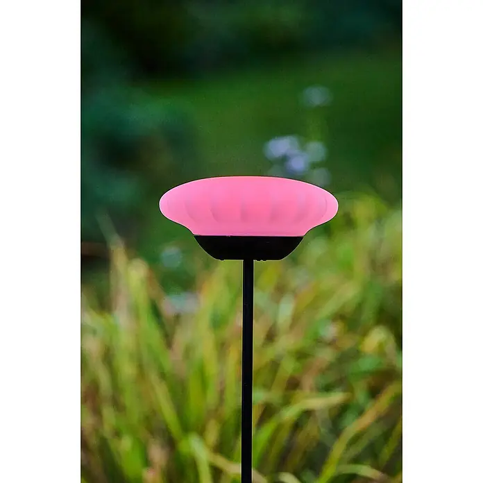 Lumix Solarleuchte Sunny - Lichtfarbe: RGB, Höhe: 100 cm, Sunny - Nahaufnahme einer Solarleuchte mit pilzförmigem, rosafarbenem Lampenschirm vor verschwommenem Grün.