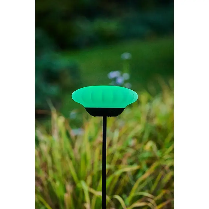 Lumix Solarleuchte Sunny - Lichtfarbe: RGB, Höhe: 100 cm, Sunny - Gartenleuchte mit pilzförmigem, grün leuchtendem Lampenschirm und schwarzem Stab, die im Garten zwischen Pflanzen steht.