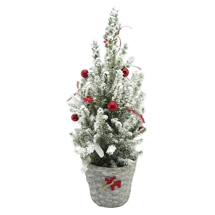 Piardino Zuckerhut-Fichte (Topfgröße: 17 cm, Botanische Bezeichnung: Picea glauce conica) | BAUHAUS