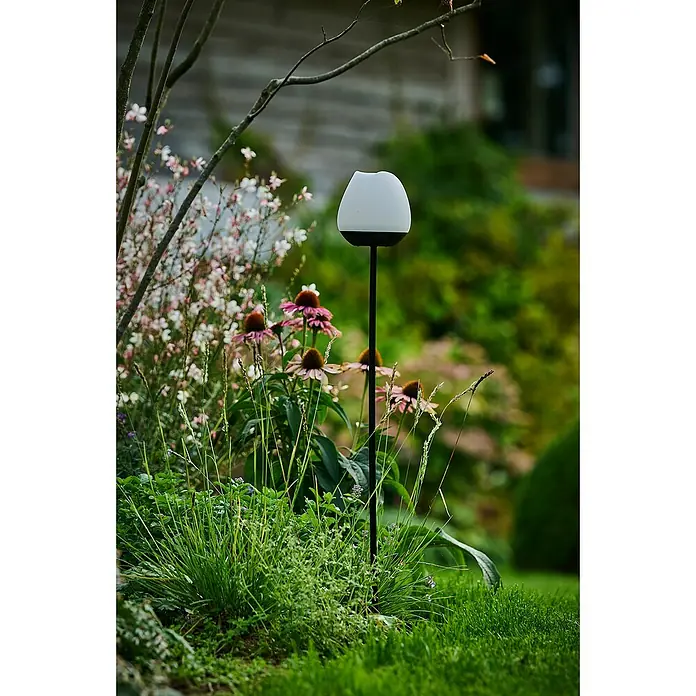 Lumix Solarleuchte Rosy - Lichtfarbe: RGB, Höhe: 100 cm, Rosy - Dekorative Gartenleuchte mit weißem Lampenschirm und schlankem, schwarzem Ständer inmitten üppiger Blumen und grüner Vegetation.