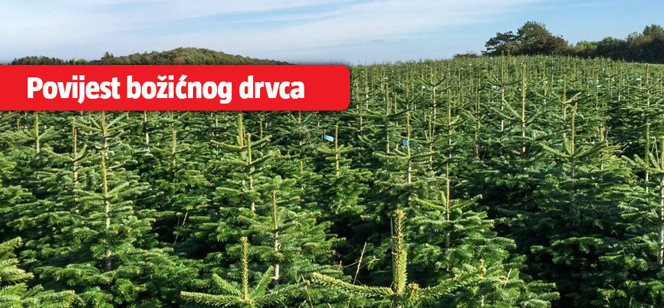 Kako odabrati idealno božićno drvce