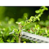 Bosch Professional AMPShare 18V Teleskop-Heckenschere GHE18V-50 FP (18 V, Li-Ionen, Anzahl Akkus: Ohne Akku) | BAUHAUS