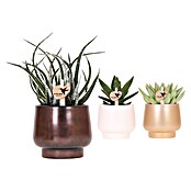 Piardino Sukkulenten in Scandic Keramik (Succulent Hybride, Topfgröße: 9 cm) | BAUHAUS