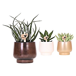 Piardino Sukkulenten in Scandic Keramik (Succulent Hybride, Topfgröße: 9 cm)
