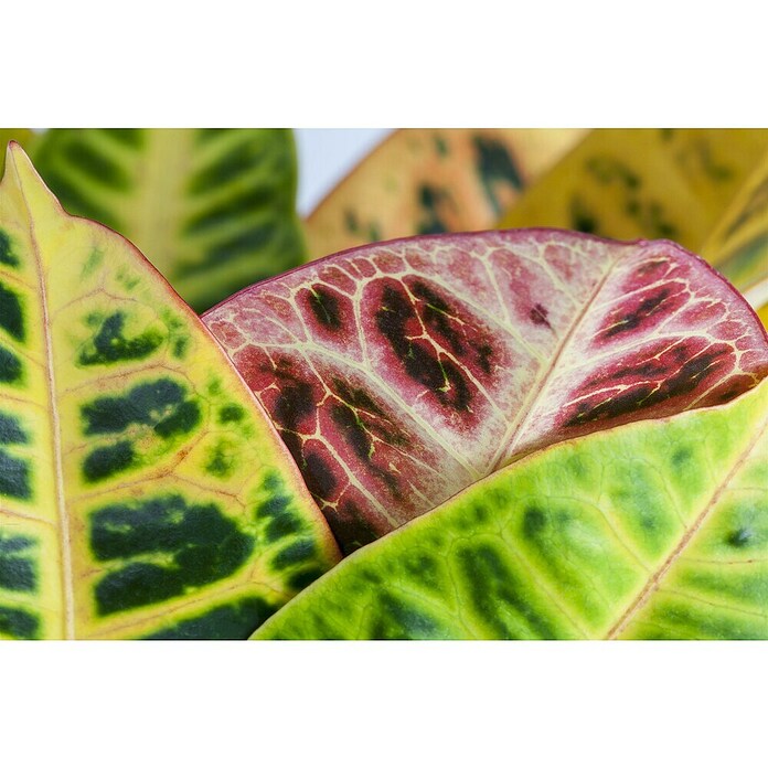 Codiaeum Petra 17 Petra