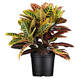 Piardino Kroton (Codiaeum variegata 'Petra', Topfgröße: 17 cm)