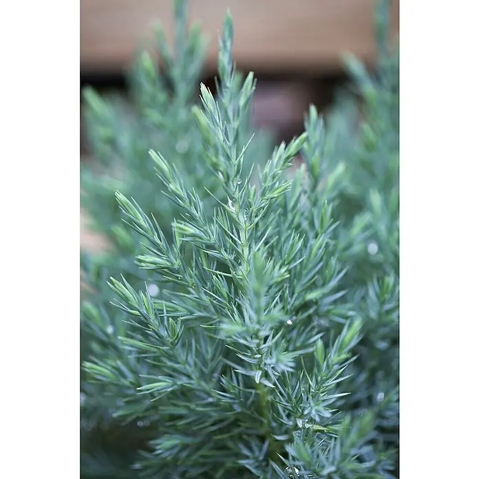 Piardino Gemeiner Wacholder - Juniperus communis 'Stricta', Topfvolumen: 3 l - Nahaufnahme eines bläulich-grünen Wacholders mit feinen Nadeln, der eine ruhige und natürliche Atmosphäre ausstrahlt.