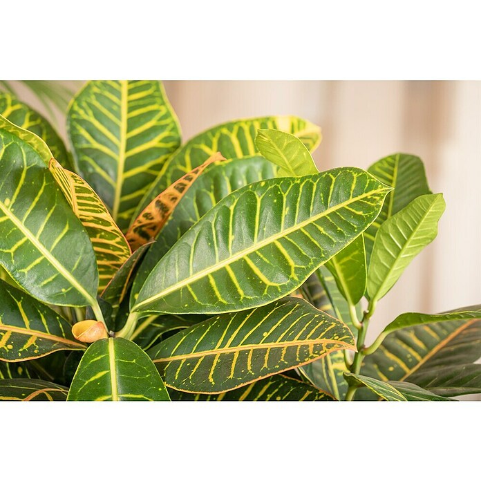 Codiaeum Petra 17 Petra