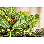 Codiaeum Petra 17 Petra