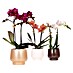 Piardino Orchidee in Scandic Keramik 