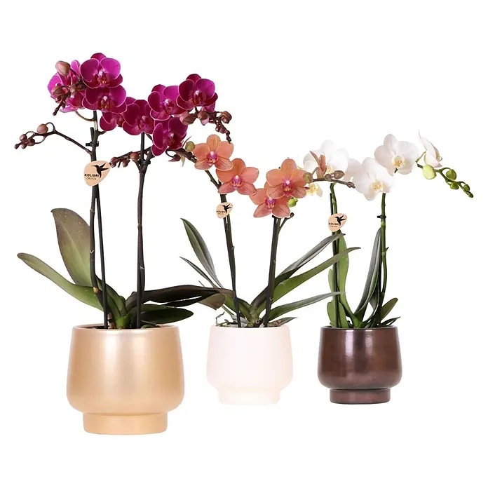 Piardino Orchidee in Scandic Keramik - Phalaenopsis Hybride, Topfgröße: 9 cm, Weiß, Rosa, Lila, Anzahl Triebe: 2 Stk. - Elegante Kolibri Orchideen in drei verschiedenen Farben und stilvollen Töpfen, die jedem Raum eine besondere Note verleihen.