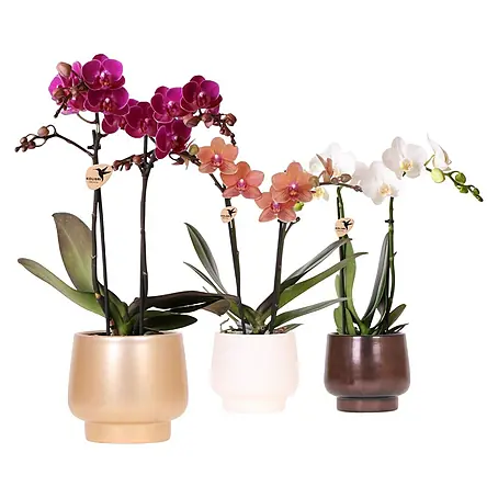 Piardino  Orchidee in Scandic Keramik