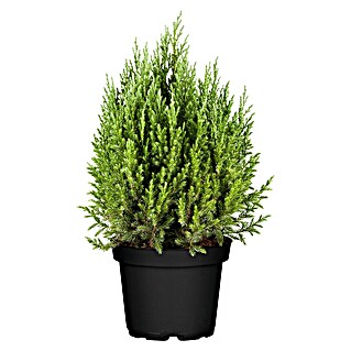 Piardino Gemeiner Wacholder (Juniperus communis 'Stricta', Topfvolumen: 3 l)