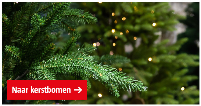 Kerstbomen