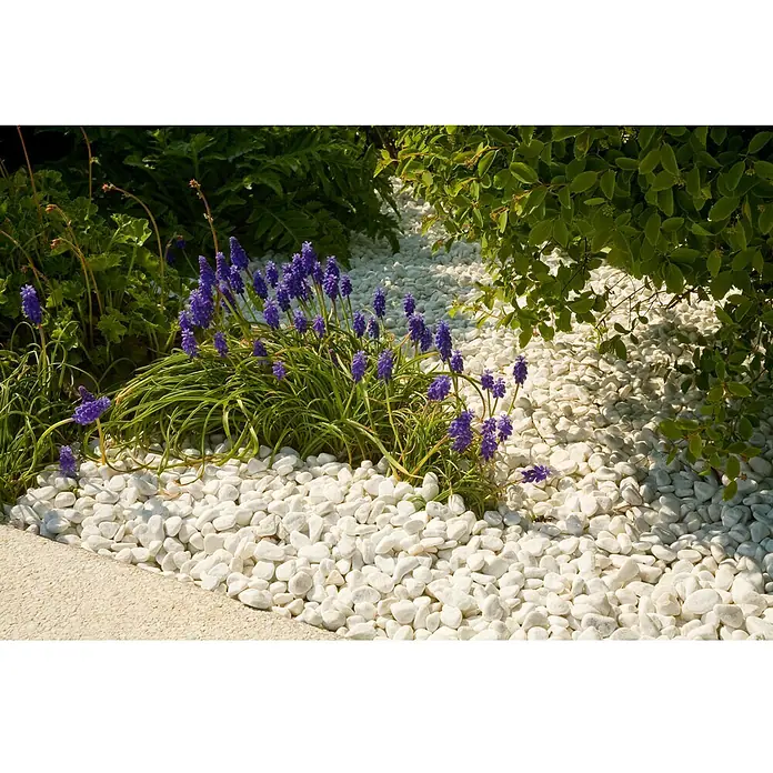 Min2C Marmorkiesel - Schneeweiß, Körnung: 15 mm - 25 mm, 25 kg - Ein Gartenbereich mit weißen Kieselsteinen, der einen sauberen und modernen Look erzeugt, akzentuiert mit grünen Pflanzen und lila Blüten.