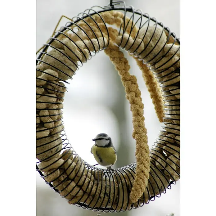 Dobar Riesenfutterring Bankett - 41 x 30 x 6,5 cm - Ein niedliches Blaumeise sitzt auf einem runden Futterspender, der mit Erdnüssen und Körnern gefüllt ist.
