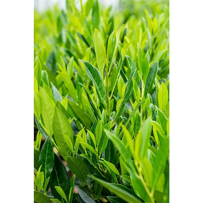 Piardino Kirschlorbeer Caucasica - 100 cm - 125 cm, Prunus laurocerasus 'Caucasica', 10 Stk. - Nahaufnahme von frischen, grünen Lorbeerblättern, die das natürliche Grün und die Textur der Blätter hervorhebt. Perfekt für kulinarische oder dekorative Zwecke.