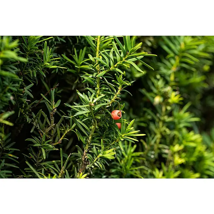 goldfruchtpalme giftig für hunde Große tierfreundliche Goldfruchtpalme – Green Me Up
