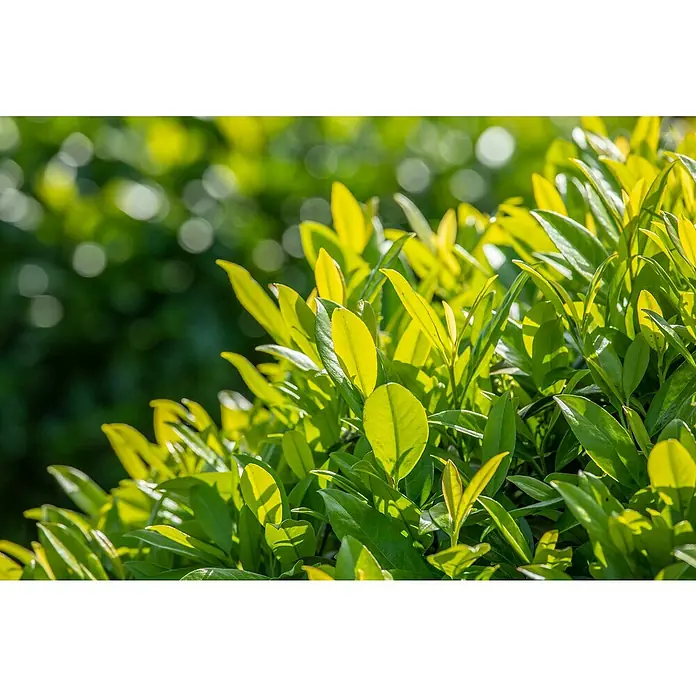 Piardino Kirschlorbeer Caucasica - 100 cm - 125 cm, Prunus laurocerasus 'Caucasica', 10 Stk. - Nahaufnahme von leuchtend grünem Laub mit Fokus auf die Textur und das Lichtspiel der Blätter in einer natürlichen Umgebung.