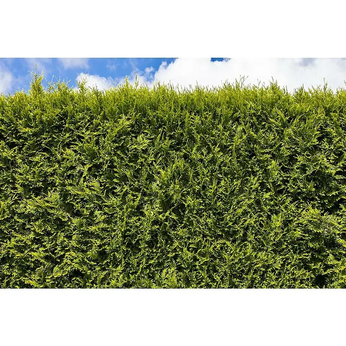 Piardino Lebensbaum Smaragd - 160 cm - 180 cm, Thuja occidentalis 'Smaragd',  10 Stk. online kaufen bei BAUHAUS