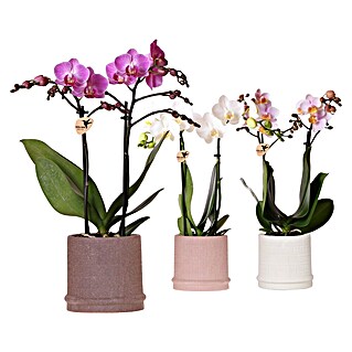 Piardino Schmetterlingsorchidee in Hieroglyph-Keramik (Phalaenopsis Hybride, Topfgröße: 9 cm, Weiß, Rosa, Violett, Aufrecht)