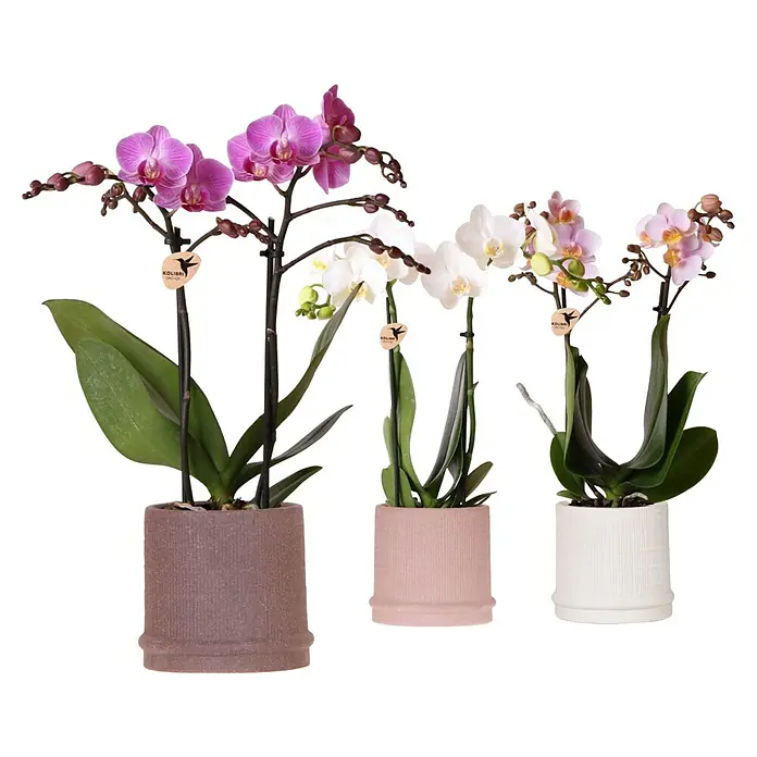 Piardino Schmetterlingsorchidee in Hieroglyph-Keramik - Phalaenopsis Hybride, Topfgröße: 9 cm, Weiß, Rosa, Violett, Aufrecht - Die Abbildung zeigt vier Kolibri Orchideen in Töpfen verschiedener Farben, die eine elegante und natürliche Dekoration darstellen.