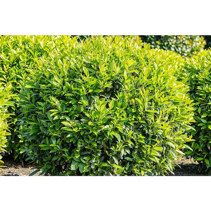Piardino Kirschlorbeer Caucasica - 100 cm - 125 cm, Prunus laurocerasus 'Caucasica', 10 Stk. - Nahaufnahme eines üppigen, grünen Kirschlorbeerstrauchs im Garten, der durch seine dichte Belaubung und natürliche Form besticht.