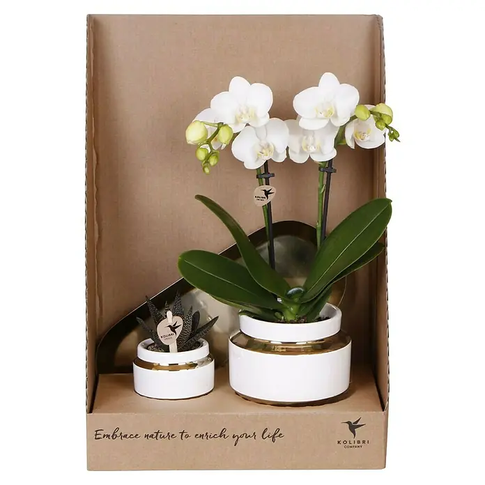Piardino Schmetterlingsorchidee Arrangement - Lush Life Gold, Phalaenopsis multiflora & Sukkulente i.S. - Ein elegantes Kolibri Company Pflanzenarrangement mit einer weißen Orchidee und einer Sukkulente in stilvollen Töpfen.