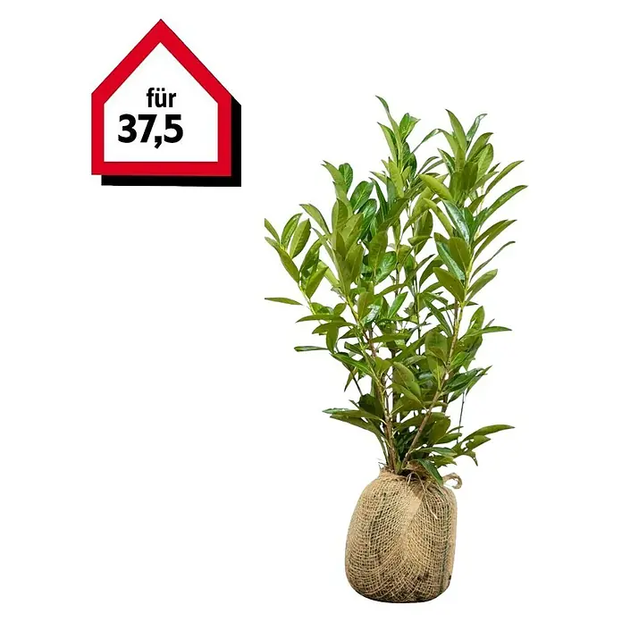 Piardino Kirschlorbeer Caucasica - 80 cm - 100 cm, Prunus laurocerasus 'Caucasica', 75 Stk. - Ein verpackter Kirschlorbeer-Baum mit einem roten Preisschild "für 37,5" in der Ecke.