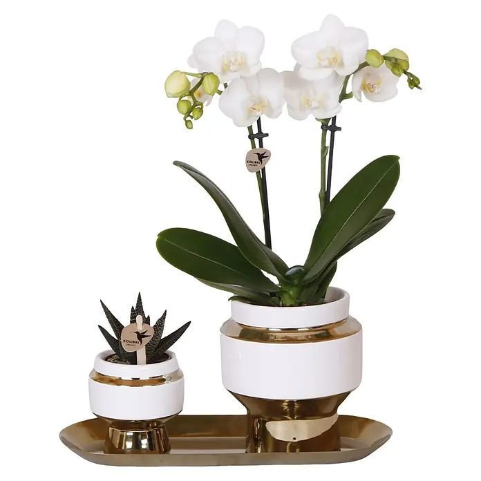 Piardino Schmetterlingsorchidee Arrangement - Lush Life Gold, Phalaenopsis multiflora & Sukkulente i.S. - Dekorative Anordnung mit einer weißen Orchidee und einer Sukkulente in eleganten, goldverzierten Töpfen auf einem goldenen Tablett.