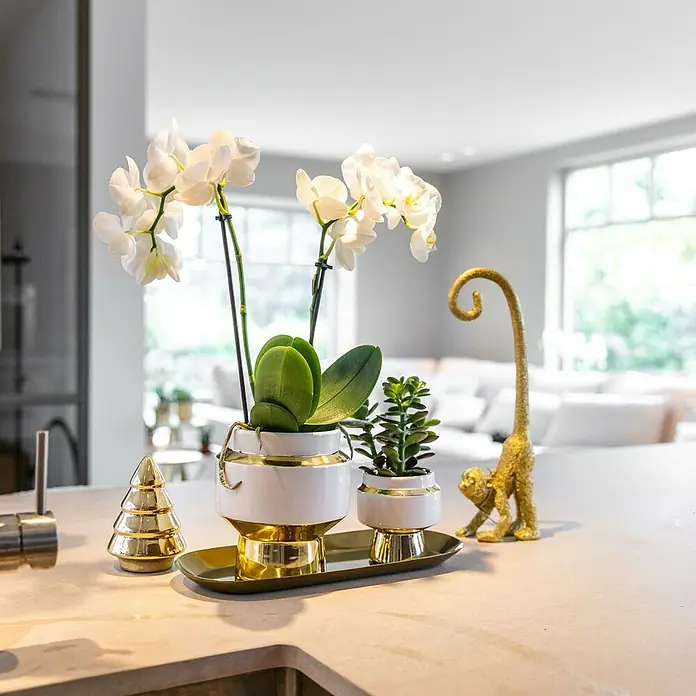 Piardino Schmetterlingsorchidee Arrangement - Lush Life Gold, Phalaenopsis multiflora & Sukkulente i.S. - Dekorative Orchidee, Sukkulente und goldene Figuren auf einem stilvollen goldenen Tablett, die eine elegante Note verleihen.
