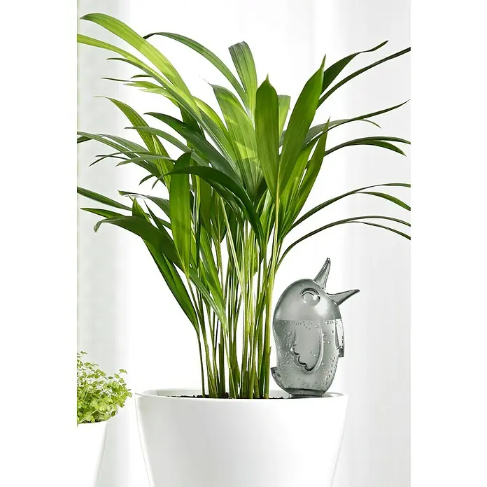 strelizie als zimmerpflanze Baumstrelitzie (Strelitzia nicolai) kaufen