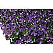 Jardín vertical Lavanda (Plástico, L x An: 100 x 100 cm, 1 ud.) | BAUHAUS