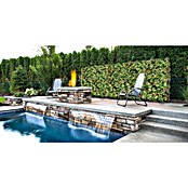 Jardín vertical Filipinas (Plástico, L x An: 100 x 100 cm, 1 ud.) | BAUHAUS