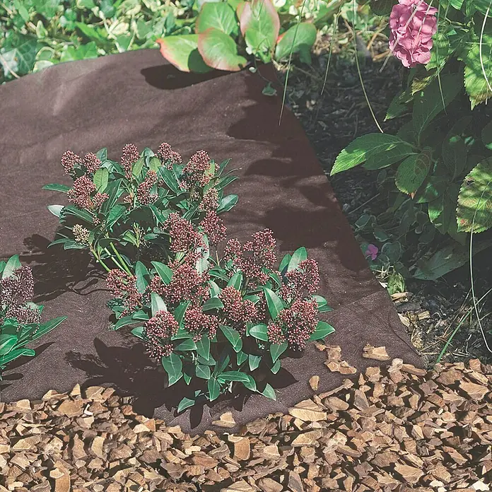 Tejido contra malas hierbas Geotextil - 1.000 x 160 cm - Una esterilla marrón precortada para el control de malas hierbas rodea una planta de hoja perenne en el jardín.