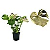 Monstera Deliciosa 21 gruen 0