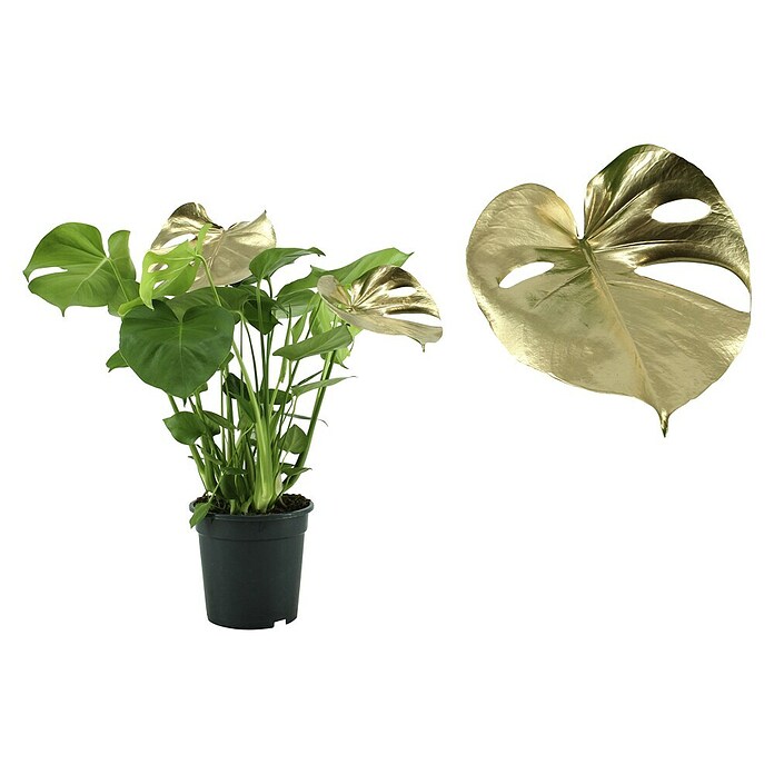 Monstera Deliciosa 21 gruen 0